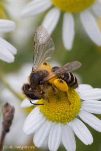02- Abeille pollinifère