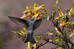 06- colibri