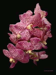 03- orchidées