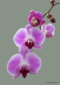 04- orchidées 2