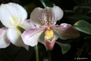 16- orchidée