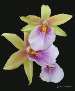 35- orchidées