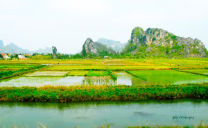 47 baie d'Halong rizières